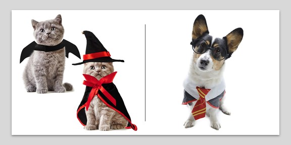 Pet Costumes for Halloween